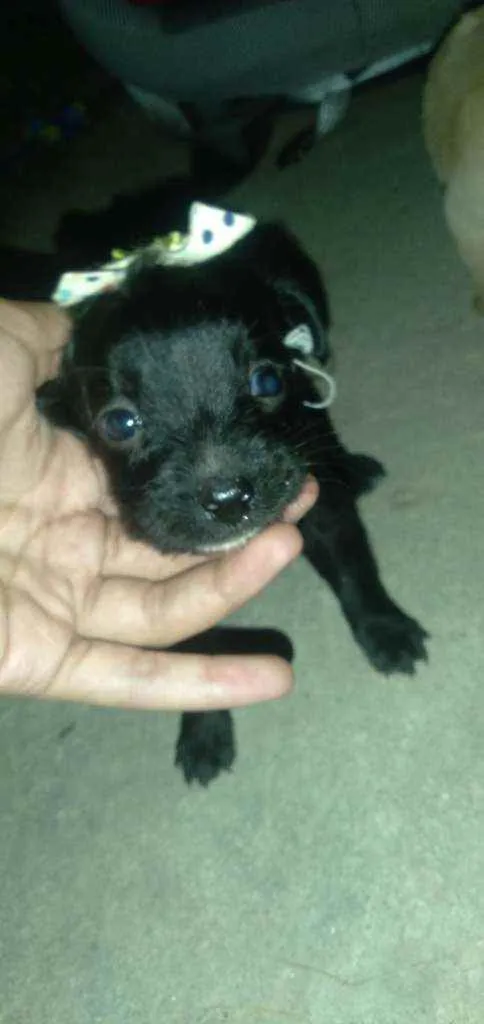 Cachorro ra a Srd idade 2 a 6 meses nome Femeas