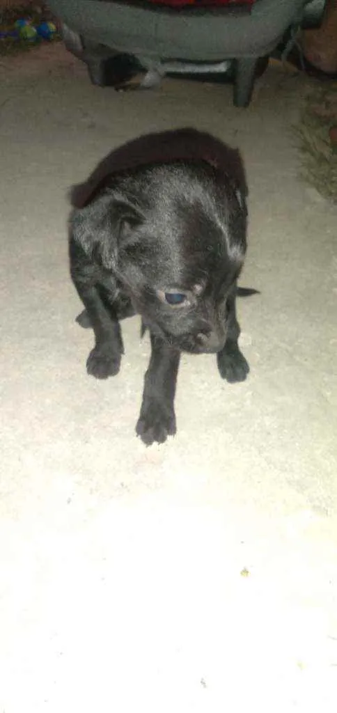 Cachorro ra a Srd idade 2 a 6 meses nome Femeas