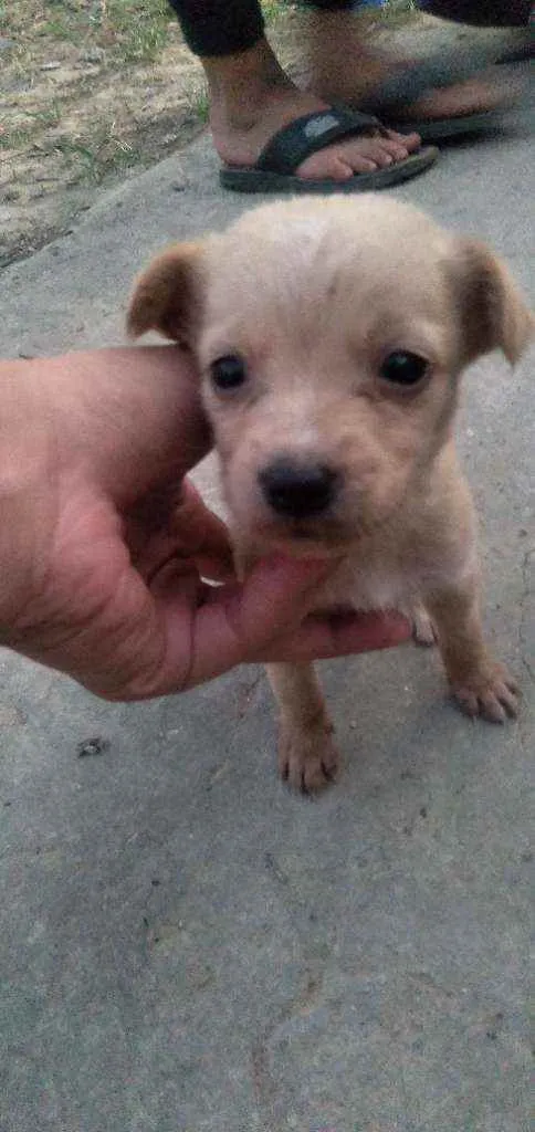 Cachorro ra a Srd idade 2 a 6 meses nome Femeas