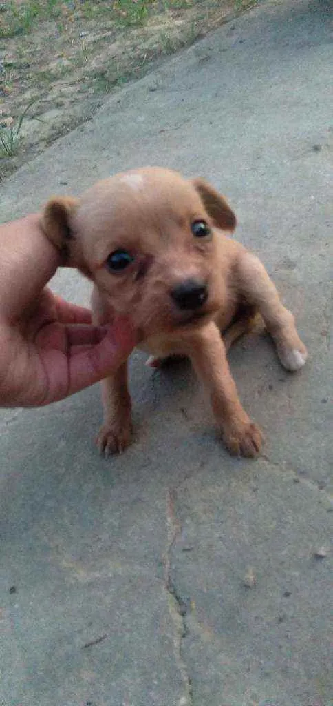 Cachorro ra a Srd idade 2 a 6 meses nome Femeas