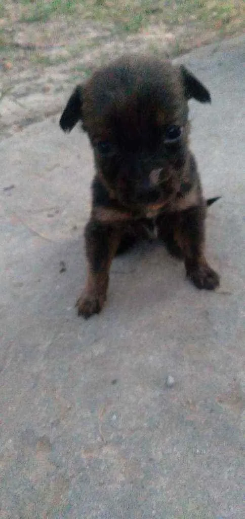 Cachorro ra a Srd idade 2 a 6 meses nome Femeas