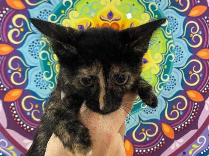 Gato raça Srd idade Abaixo de 2 meses nome Natasha