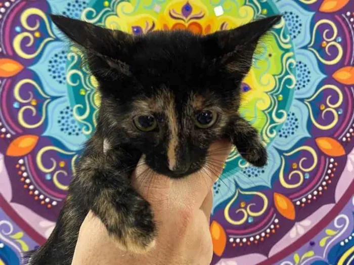 Gato raça Srd idade Abaixo de 2 meses nome Natasha