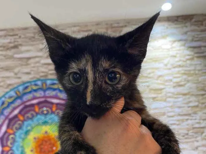 Gato raça Srd idade Abaixo de 2 meses nome Natasha