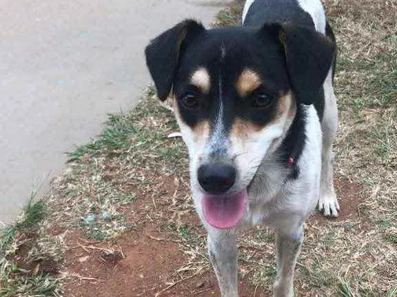 Cachorro raça SRD idade 1 ano nome Alice