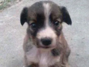 Cachorro raça Srd idade 2 a 6 meses nome Femeas