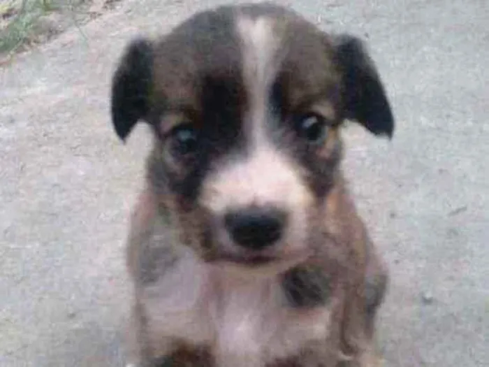 Cachorro ra a Srd idade 2 a 6 meses nome Femeas
