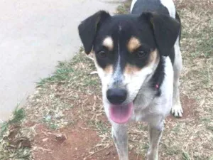 Cachorro raça SRD idade 1 ano nome Alice