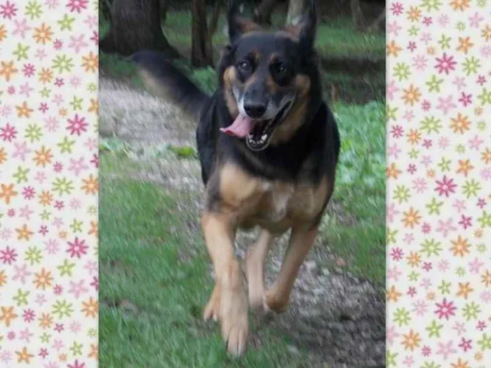 Cachorro ra a SRD idade 4 anos nome ODARA