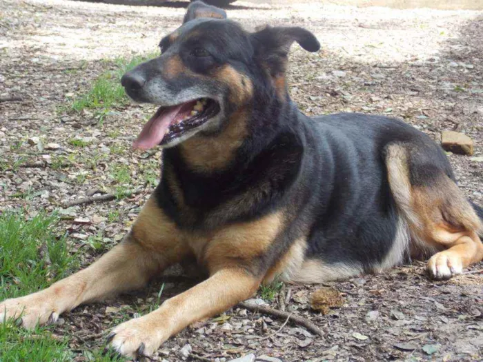 Cachorro ra a SRD idade 4 anos nome ODARA