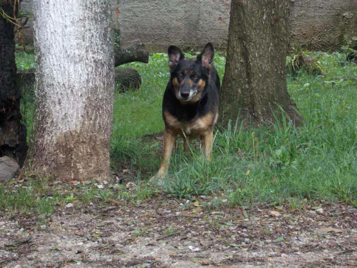 Cachorro ra a SRD idade 4 anos nome ODARA
