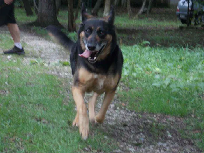 Cachorro ra a SRD idade 4 anos nome ODARA
