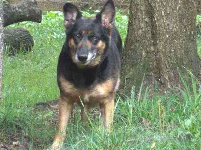 Cachorro ra a SRD idade 4 anos nome ODARA