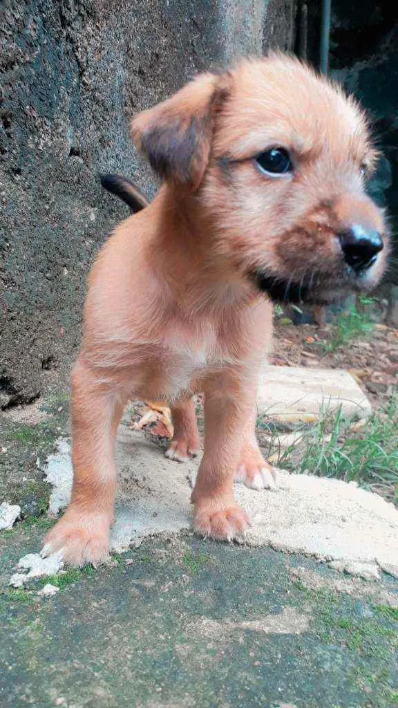 Cachorro ra a  SRD idade Abaixo de 2 meses nome Kodah