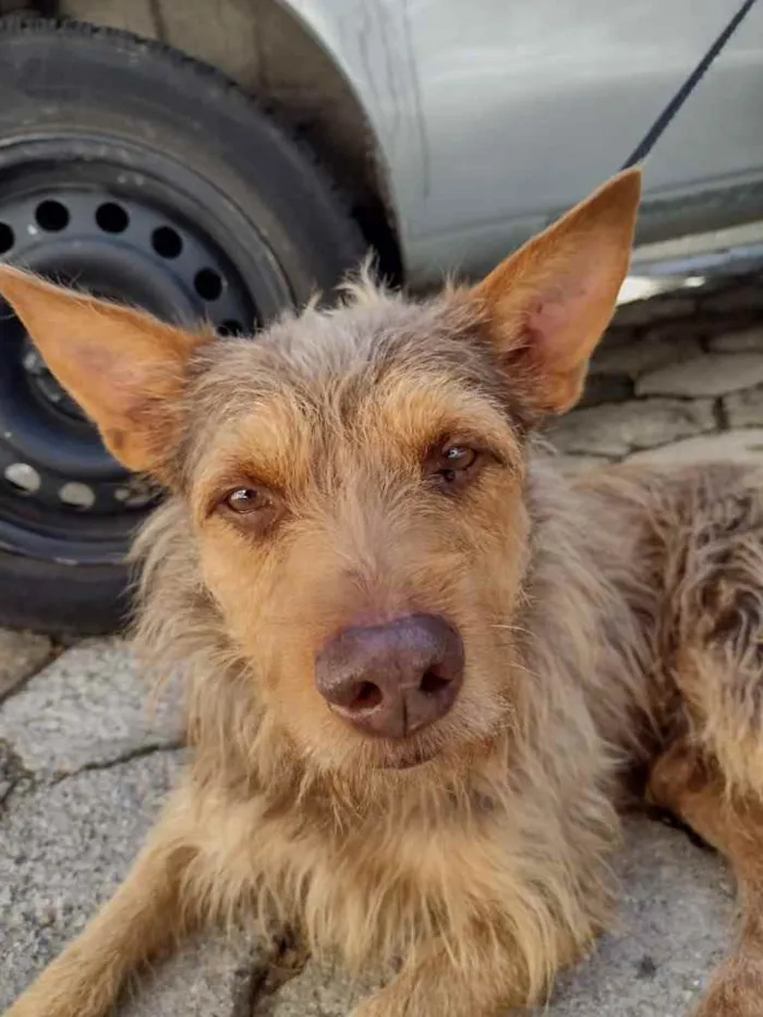 Cachorro ra a  idade 2 anos nome Não sei 