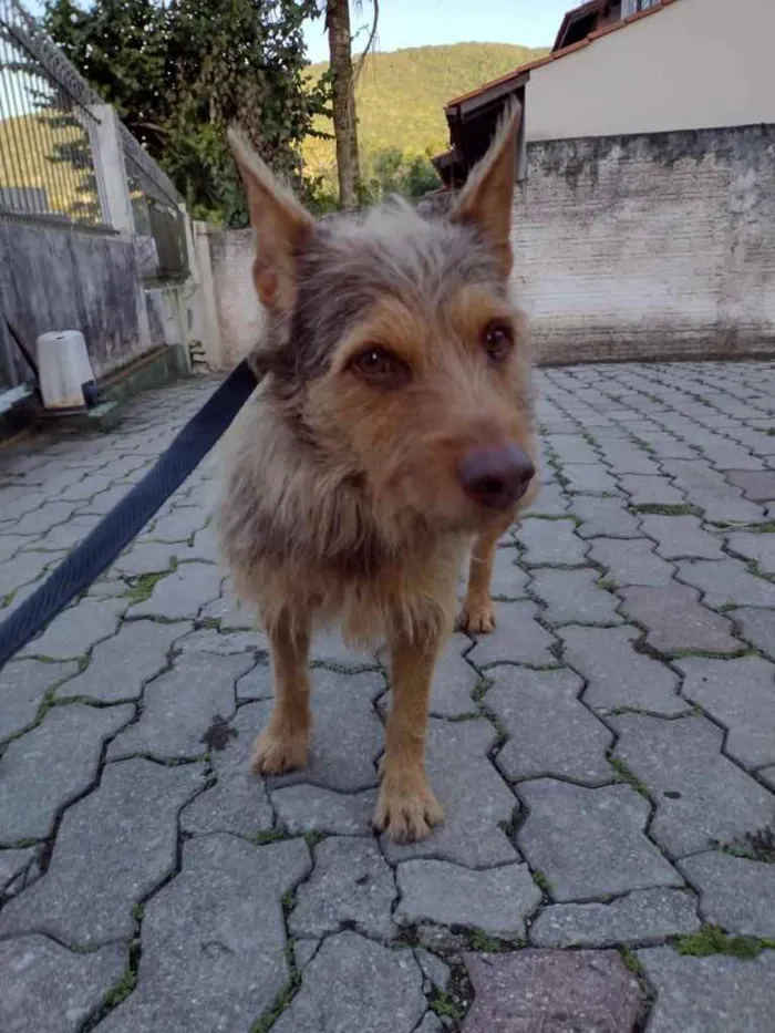 Cachorro ra a  idade 2 anos nome Não sei 