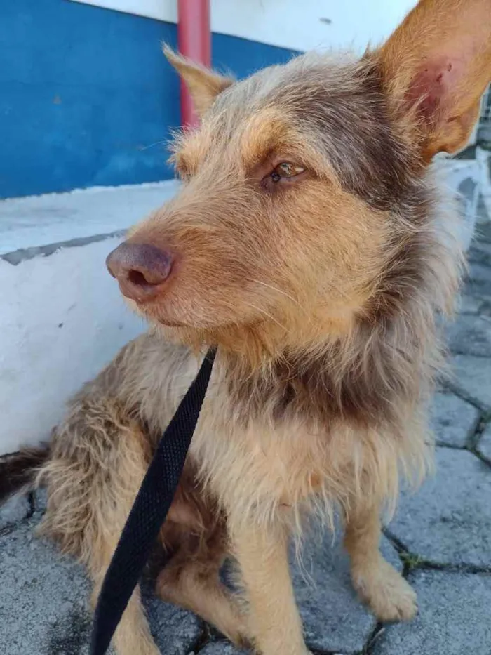 Cachorro ra a  idade 2 anos nome Não sei 