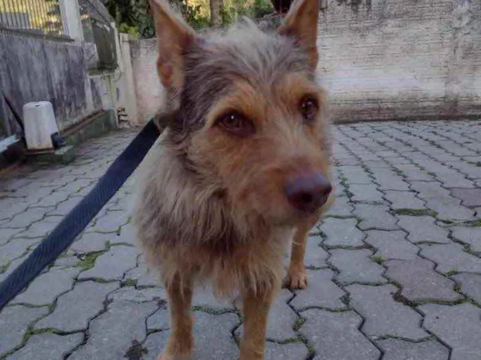 Cachorro ra a  idade 2 anos nome Não sei 