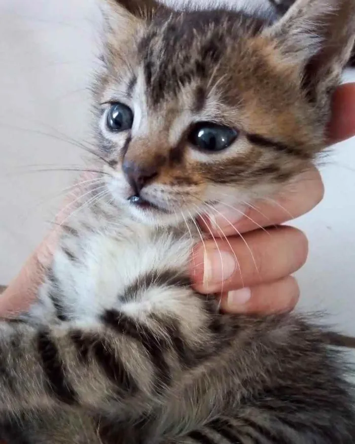Gato ra a  idade 2 a 6 meses nome Não sei 
