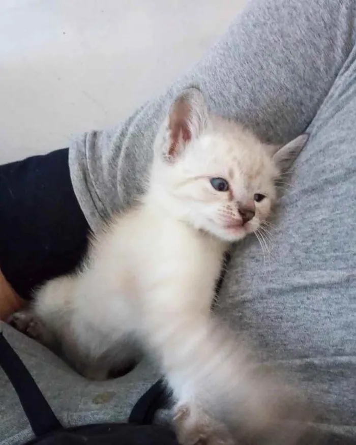 Gato ra a  idade 2 a 6 meses nome Não sei 