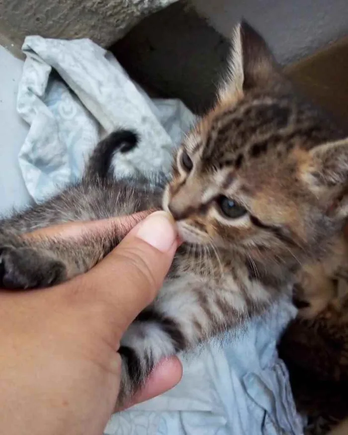 Gato ra a  idade 2 a 6 meses nome Não sei 