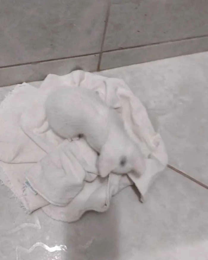 Gato ra a  idade 2 a 6 meses nome Não sei 