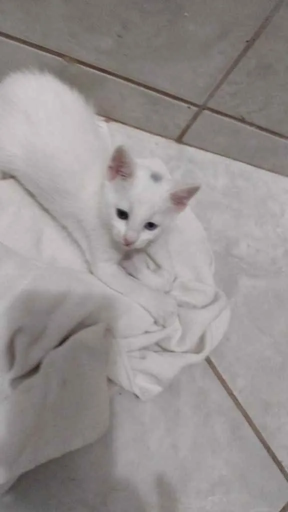 Gato ra a  idade 2 a 6 meses nome Não sei 