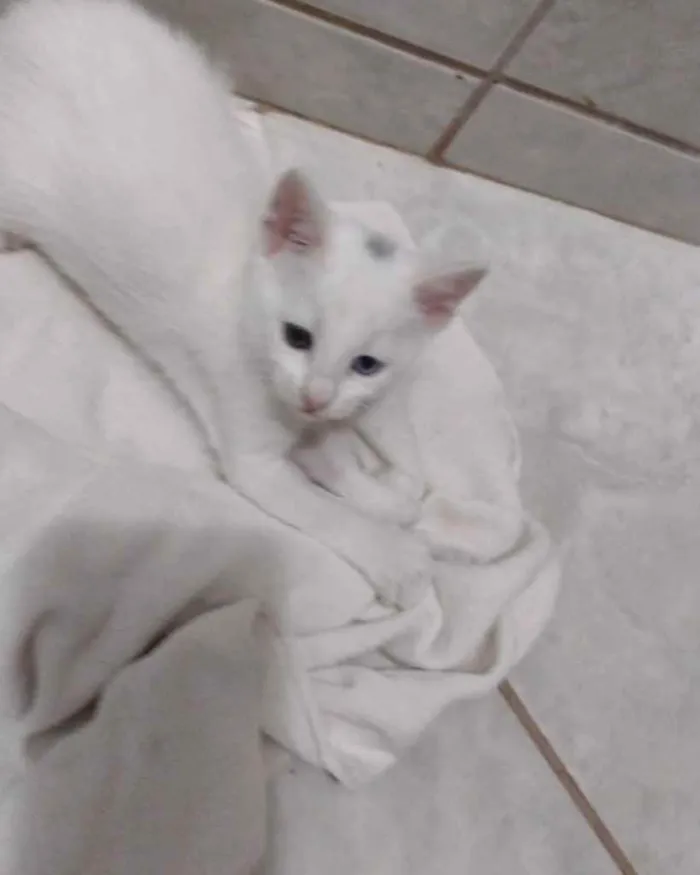 Gato ra a  idade 2 a 6 meses nome Não sei 