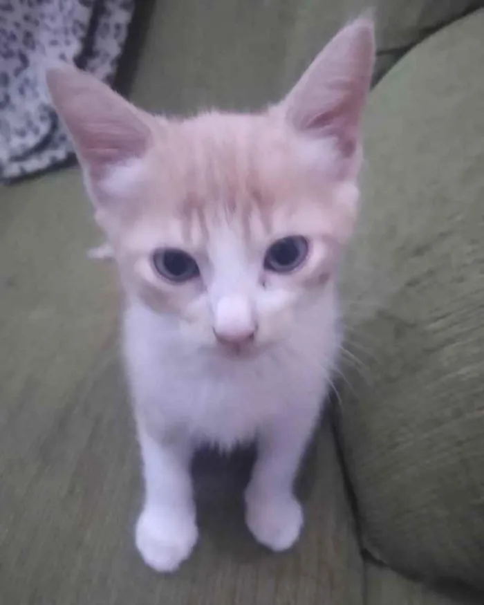 Gato ra a  idade 2 a 6 meses nome Não sei 