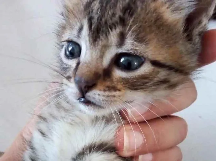 Gato ra a  idade 2 a 6 meses nome Não sei 