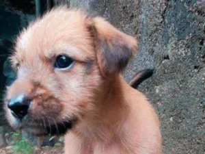 Cachorro raça  SRD idade Abaixo de 2 meses nome Kodah