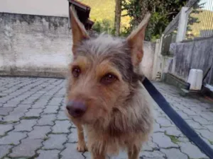 Cachorro raça  idade 2 anos nome Não sei 