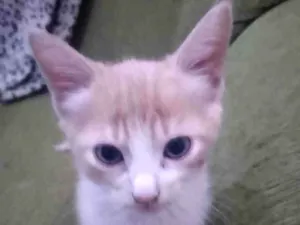 Gato raça  idade 2 a 6 meses nome Não sei 