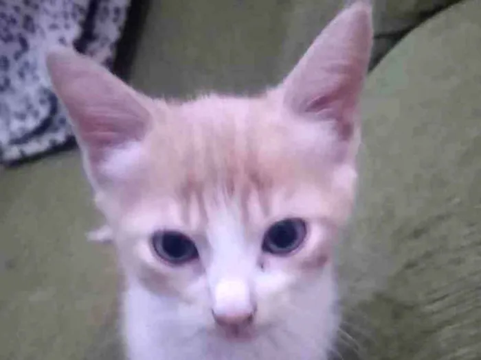 Gato ra a  idade 2 a 6 meses nome Não sei 
