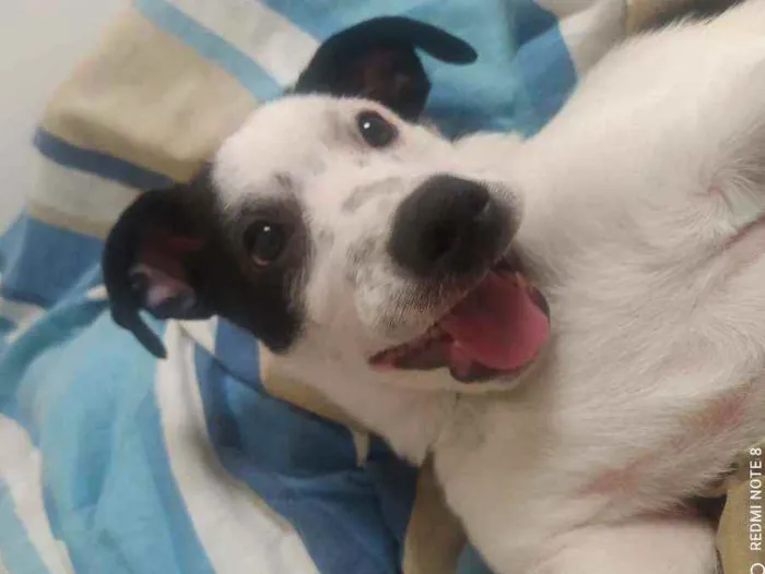 Cachorro ra a Não definida idade 6 ou mais anos nome Oliver 