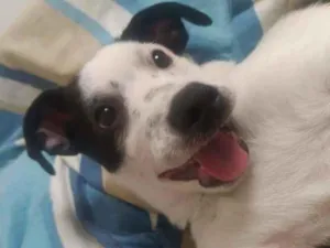 Cachorro raça Não definida idade 6 ou mais anos nome Oliver 