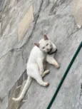 Susi