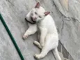 Susi