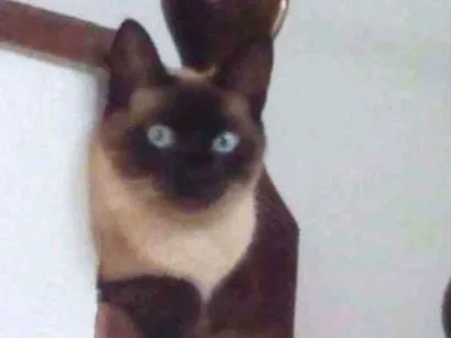 Gato raça siames idade 1 ano nome charlie