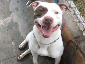 Cachorro raça Pitbull  idade 2 anos nome Blake 