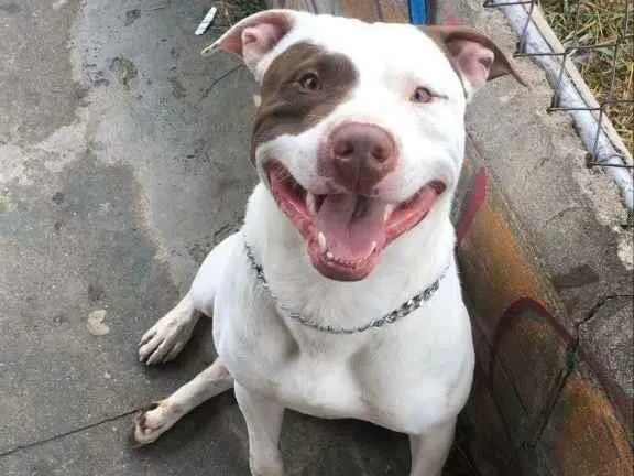 Cachorro ra a Pitbull  idade 2 anos nome Blake 