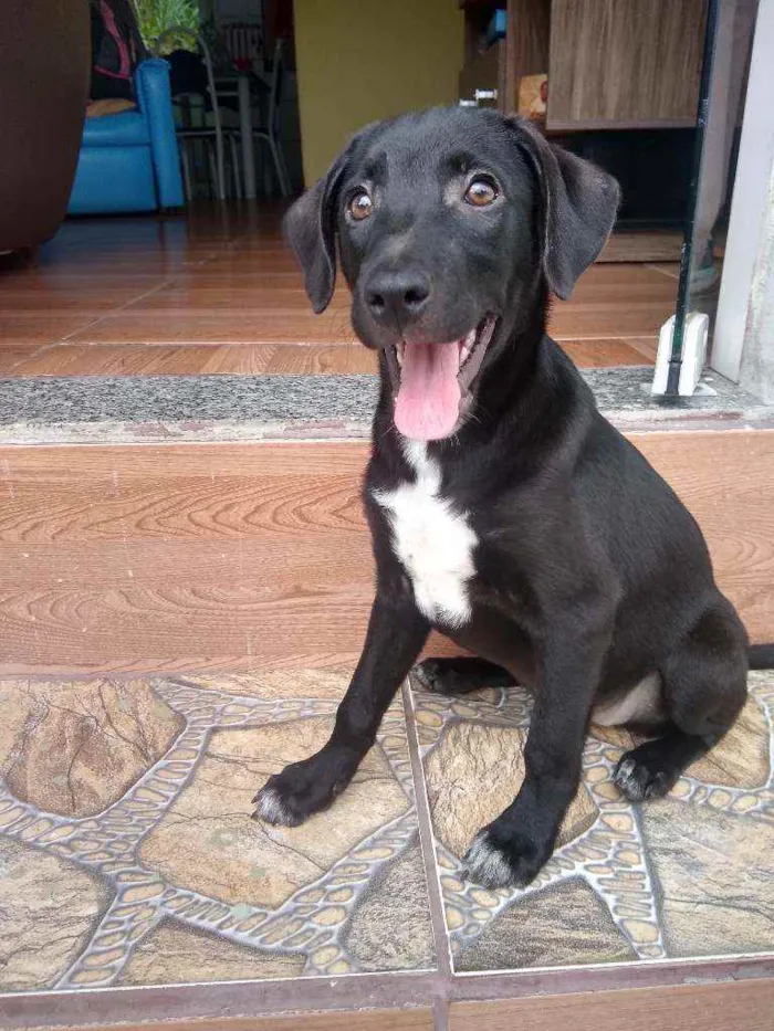 Cachorro ra a Vira lata idade 2 a 6 meses nome Belinha