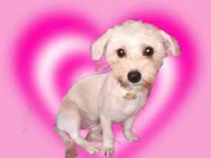 Cachorro raça Mix Yorkshire com Poodle  idade 7 a 11 meses nome Bia linda porteP 