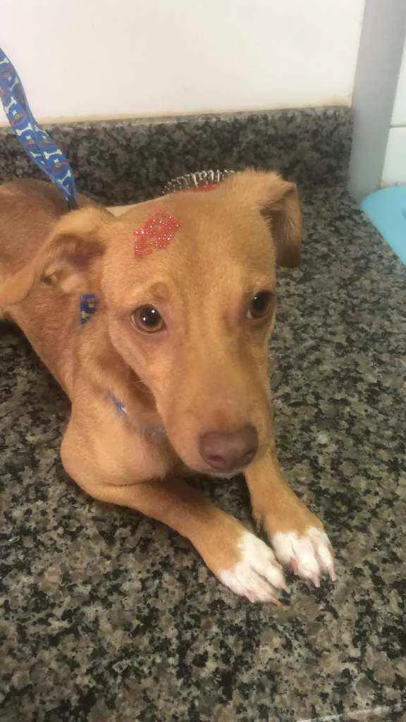 Cachorro ra a Cofap idade 2 a 6 meses nome Atena