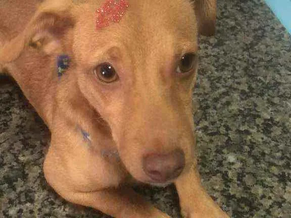 Cachorro ra a Cofap idade 2 a 6 meses nome Atena