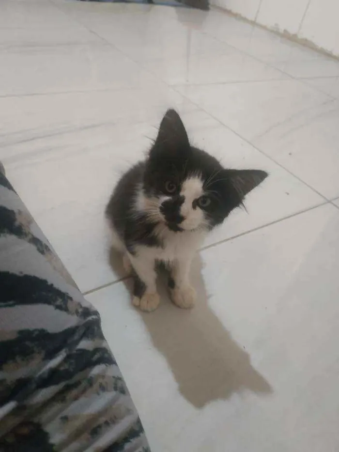 Gato ra a Não sei idade 2 a 6 meses nome Gata