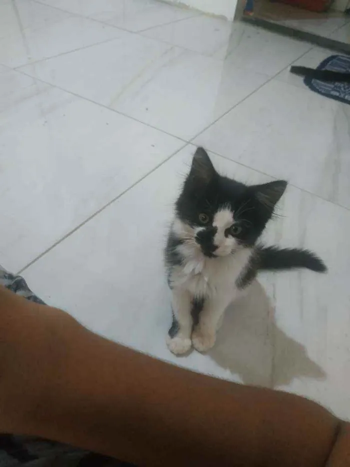 Gato ra a Não sei idade 2 a 6 meses nome Gata