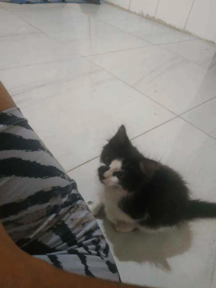 Gato ra a Não sei idade 2 a 6 meses nome Gata