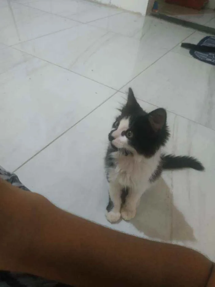 Gato ra a Não sei idade 2 a 6 meses nome Gata