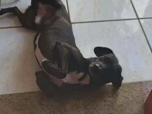 Cachorro raça Vira-lata idade 3 anos nome Pingo